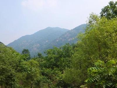 十年樹木 十年樹木